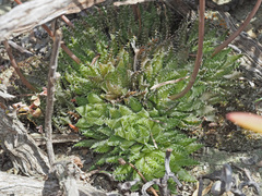 Haworthia herbacea