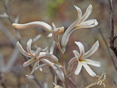 Haworthia herbacea