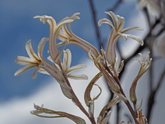 Haworthia herbacea