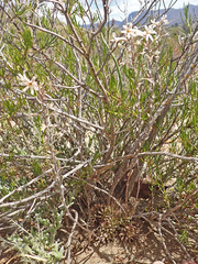Haworthia herbacea