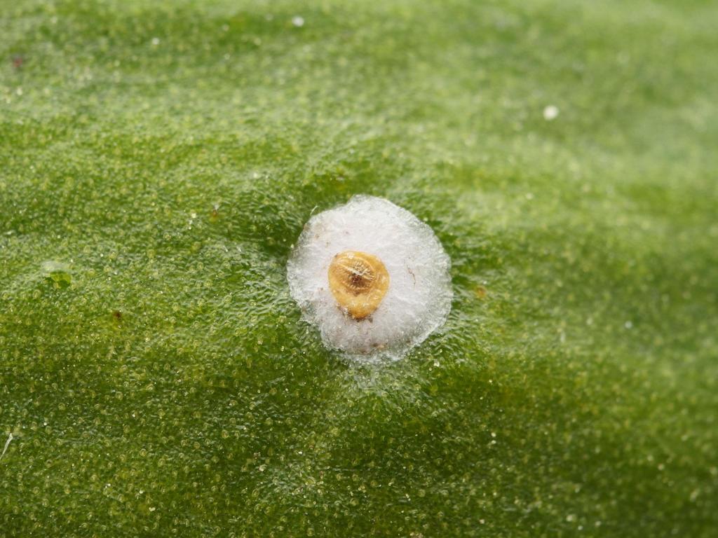 mistletoe scale