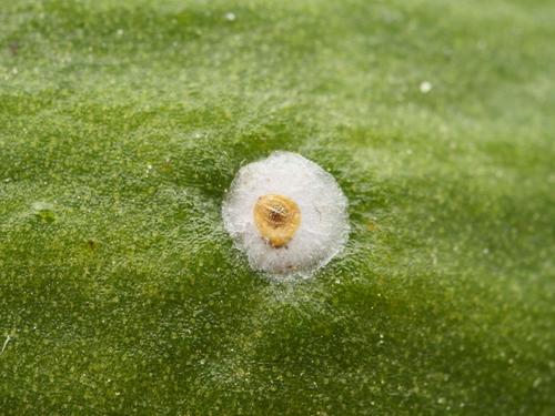 mistletoe scale