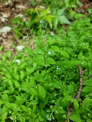 Trigonotis peduncularis