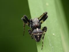Gibbaranea bituberculata