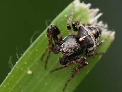 Gibbaranea bituberculata