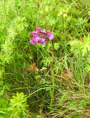 Anacamptis papilionacea grandiflora