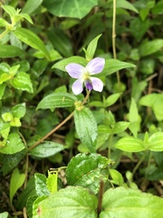 Plagiostigma