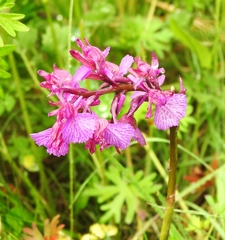 Anacamptis papilionacea grandiflora
