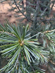 Pinus quadrifolia