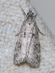 Scoparia palloralis