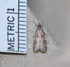 Scoparia palloralis