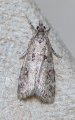 Scoparia palloralis