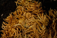 Sphagnum teres