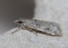 Scoparia palloralis