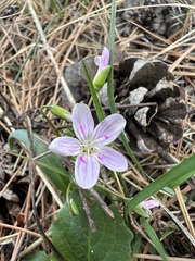 Claytonia rosea