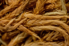 Sphagnum teres