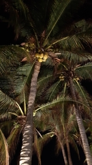 Cocos nucifera