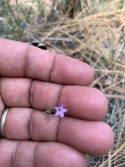 Gilia diegensis