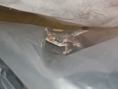 Hemidactylus platyurus