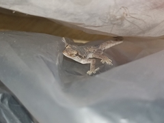 Hemidactylus platyurus