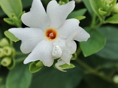 Thomisus spectabilis