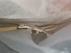 Hemidactylus platyurus