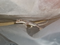 Hemidactylus platyurus