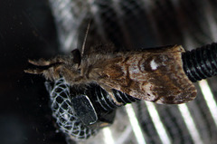 Orgyia magna