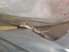 Hemidactylus platyurus