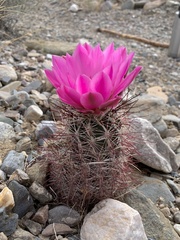 Sclerocactus polyancistrus