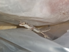 Hemidactylus platyurus