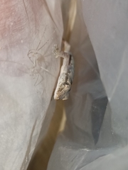 Hemidactylus platyurus