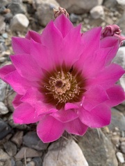 Sclerocactus polyancistrus