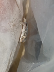 Hemidactylus platyurus