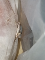 Hemidactylus platyurus