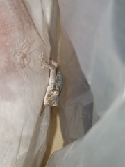 Hemidactylus platyurus