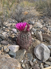 Sclerocactus polyancistrus