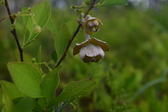 Exobasidium symploci