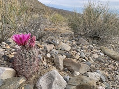 Sclerocactus polyancistrus