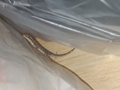 Hemidactylus platyurus