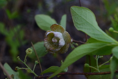 Exobasidium symploci