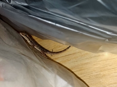 Hemidactylus platyurus