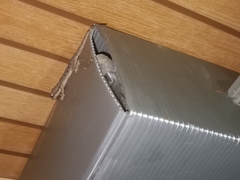 Hemidactylus platyurus