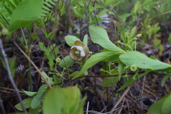 Exobasidium symploci