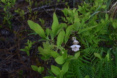 Exobasidium symploci