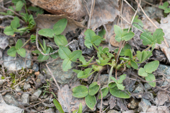 Trifolium hybridum