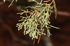 Chamaecyparis thyoides thyoides