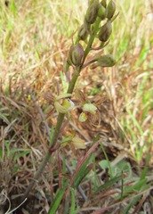 Eulophia clitellifera