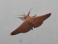 Monoctenia smerintharia