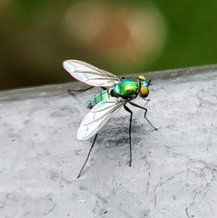 Condylostylus